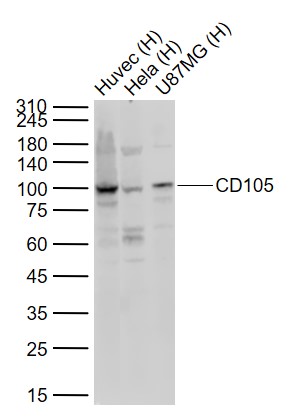 Rabbit anti-CD105 Polyclonal Antibody