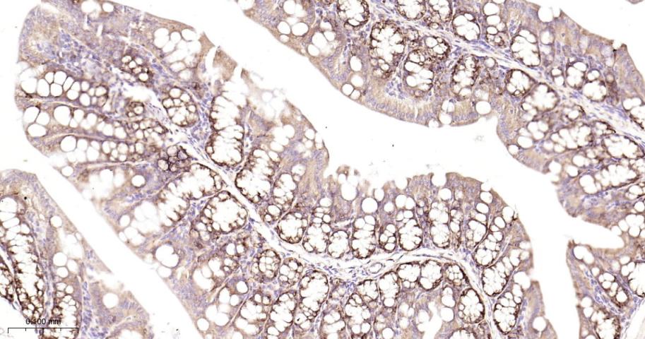 Rabbit anti-AGR2 Monoclonal Antibody