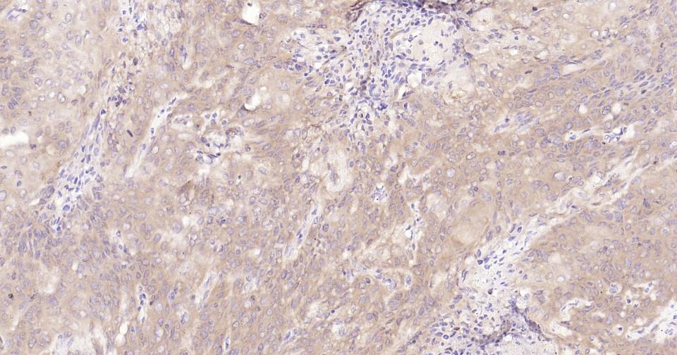 Rabbit anti-Stat3 Monoclonal Antibody