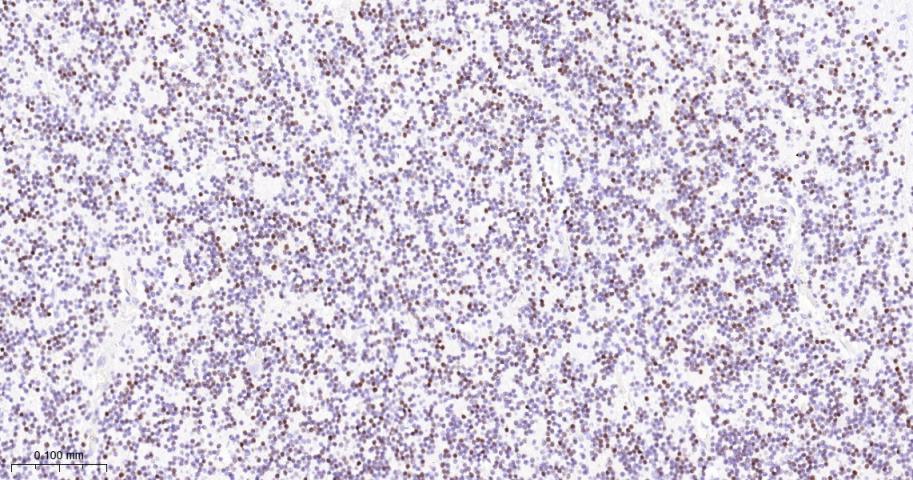 Rabbit anti-NeuN Monoclonal Antibody