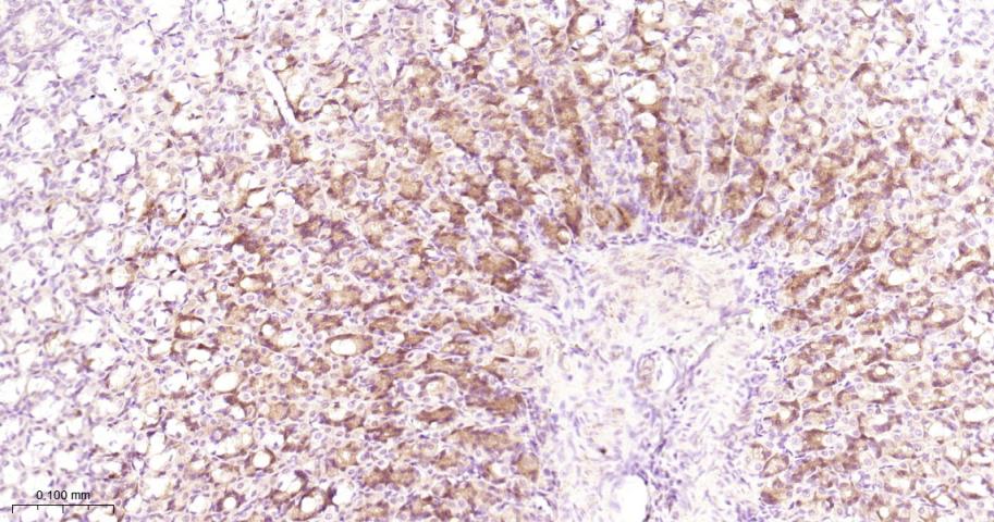 Rabbit anti-AGR2 Monoclonal Antibody