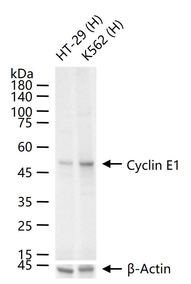 Rabbit anti-Cyclin E1 Monoclonal Antibody