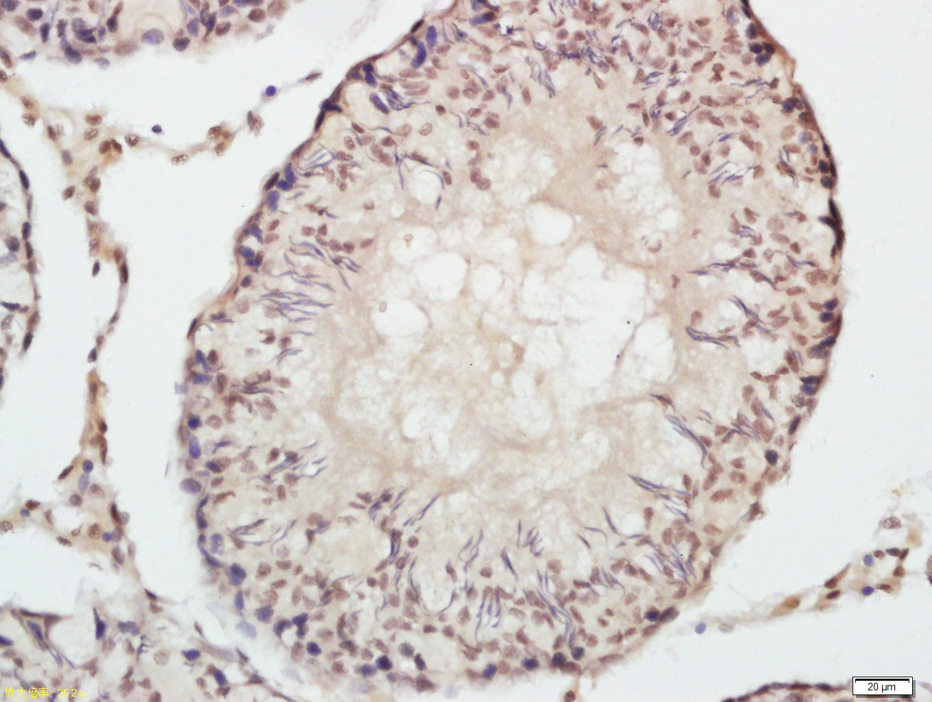 Rabbit anti-Phospho-mTOR(Ser2448) Polyclonal Antibody