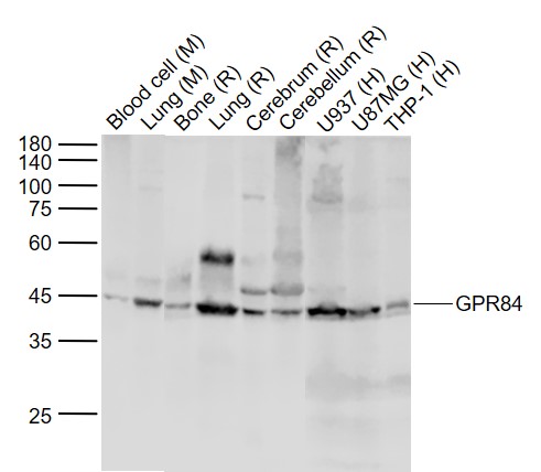 Rabbit anti-GPR84 Polyclonal Antibody