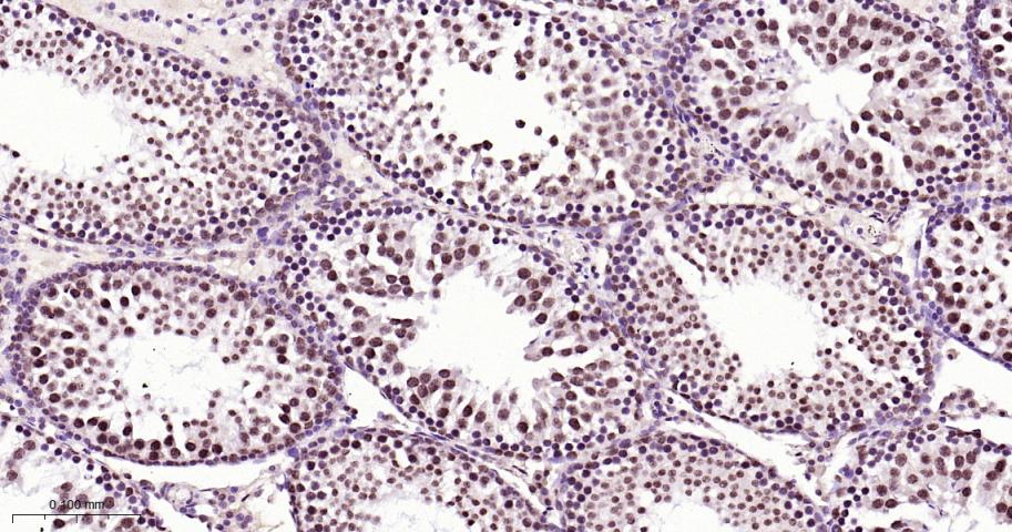 Rabbit anti-bFGF Monoclonal Antibody