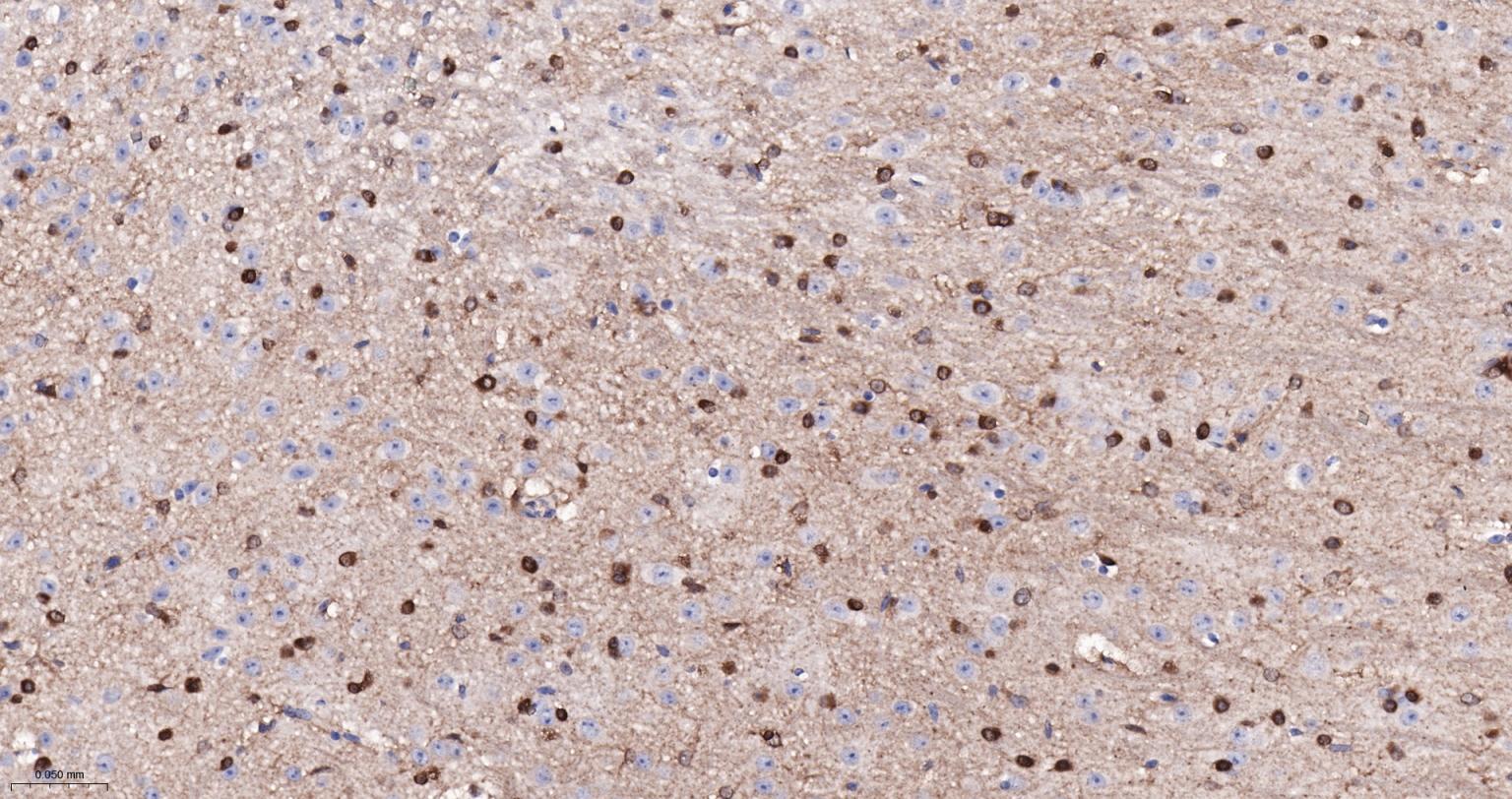 Rabbit anti- BDNF Monoclonal Antibody