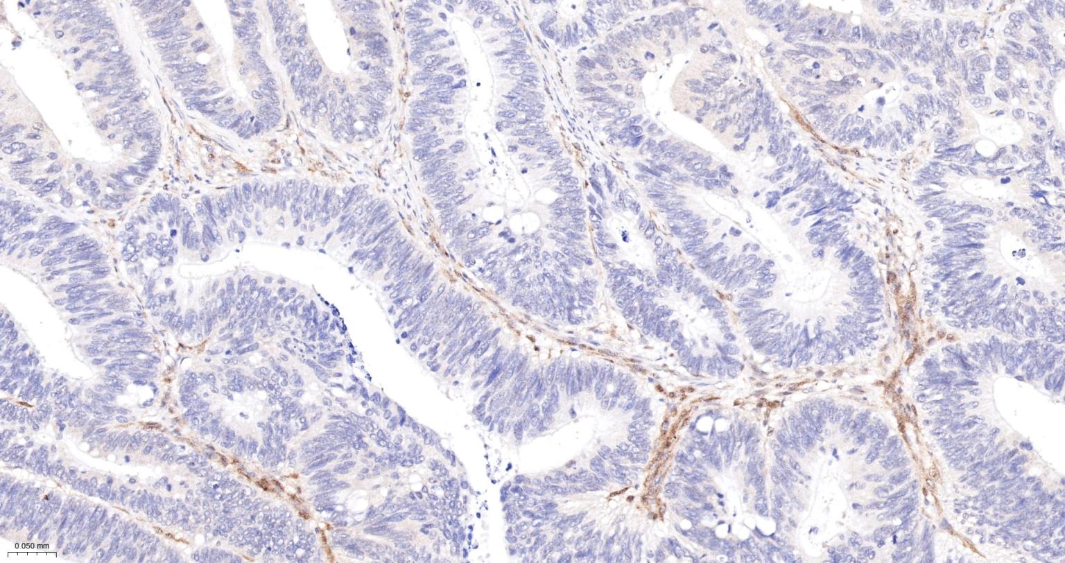Rat anti-PTEN Monoclonal Antibody