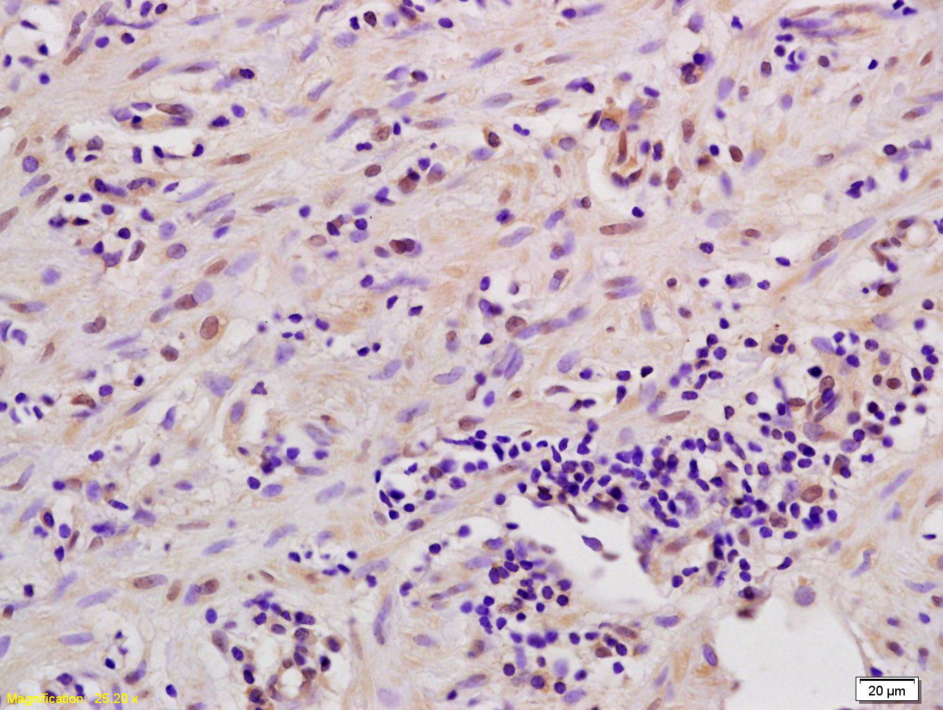 Rabbit Anti-MSK1/2 Polyclonal Antibody