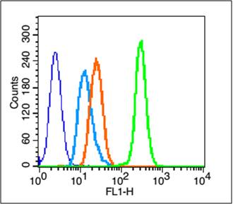 Rabbit anti-Phospho-PTEN(Ser380+Thr382+Thr383) Polyclonal Antibody