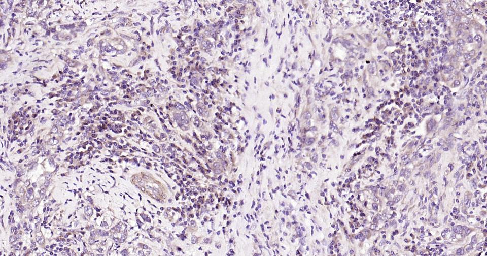Rabbit anti-Caspase-9 Monoclonal Antibody