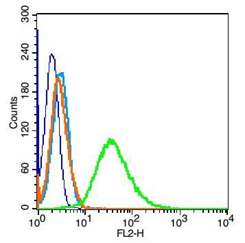 Rabbit anti-Phospho-NFKB p65(Ser276) Polyclonal Antibody