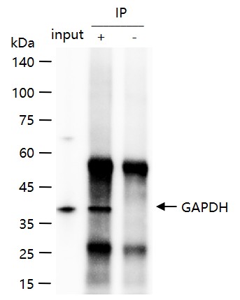 Rabbit anti-GAPDH Polyclonal Antibody