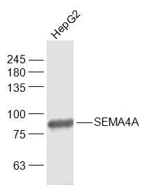 Rabbit Anti-SEMA4A Polyclonal Antibody