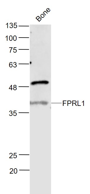 Rabbit anti-FPRL1 Polyclonal Antibody