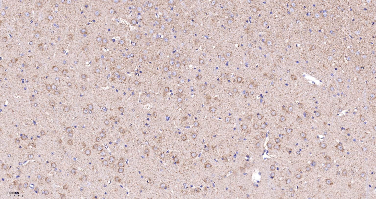 Rabbit anti-Cytochrome C Monoclonal Antibody