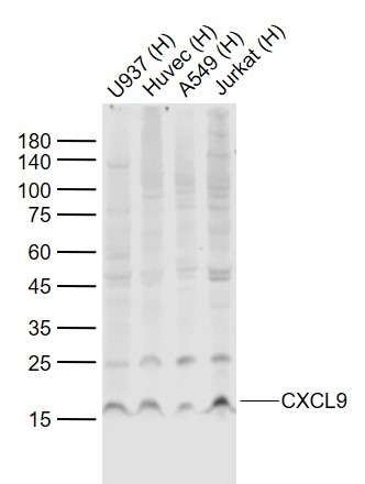 Rabbit anti-CXCL9 Polyclonal Antibody