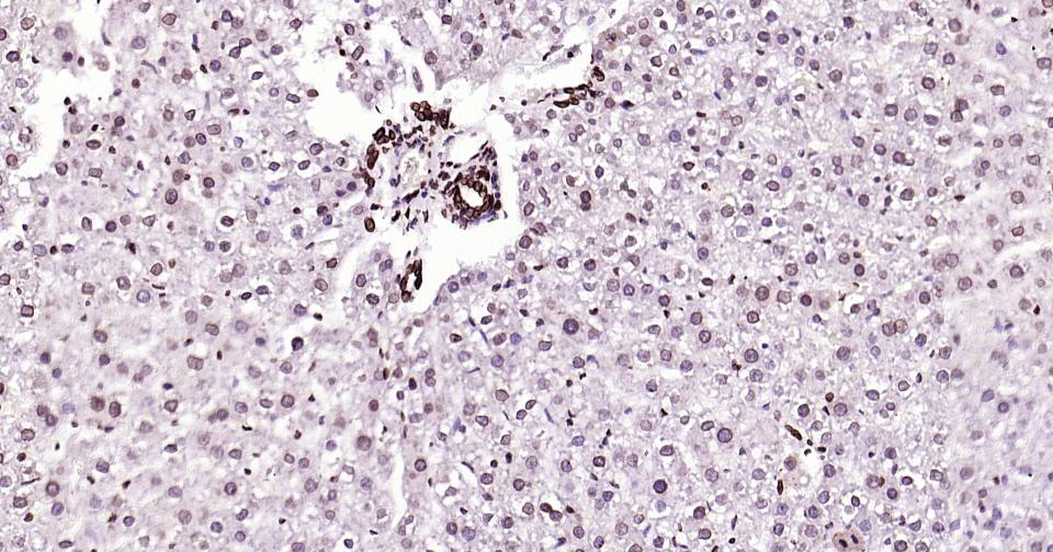 Rabbit anti-Lamin B1 Monoclonal Antibody