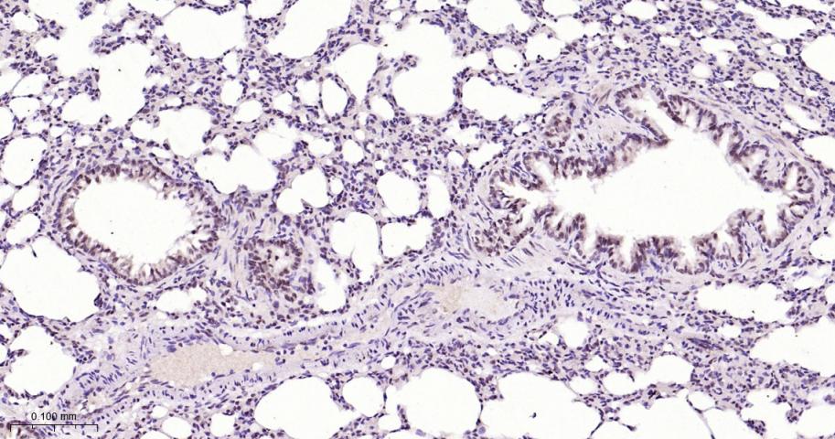 Rabbit anti-bFGF Monoclonal Antibody