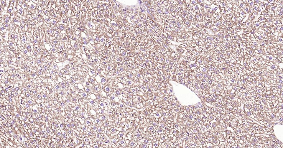 Rabbit anti-Cytochrome C Monoclonal Antibody