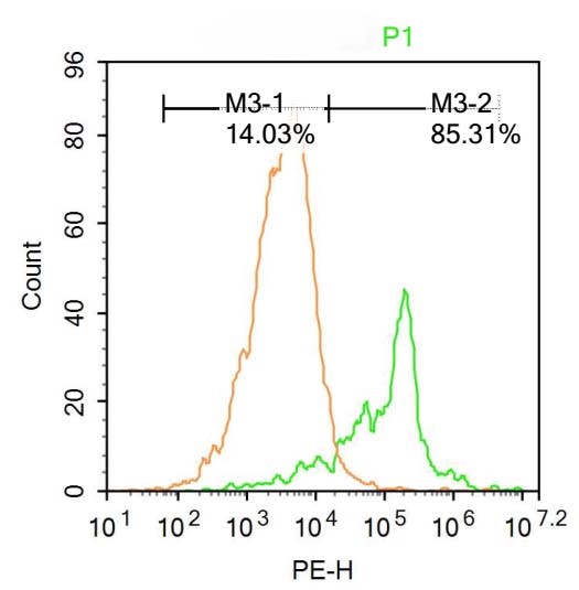 Rabbit anti-TdT Polyclonal Antibody