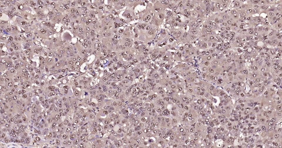 Rabbit anti-GAPDH Polyclonal Antibody