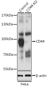 Rabbit anti-CD44 Polyclonal Antibody