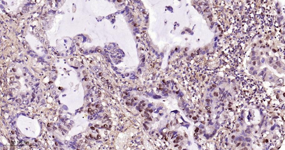 Rabbit anti-Phospho-Nrf2(Ser40) Monoclonal Antibody