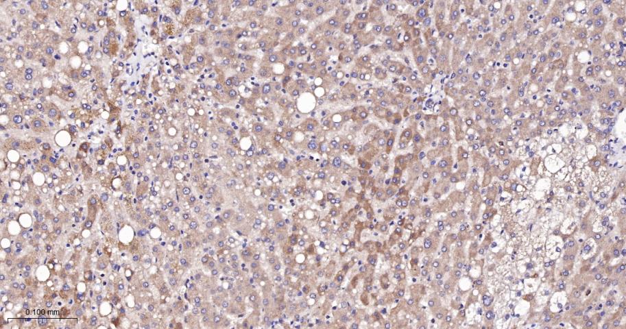 Rabbit anti-TSG101 Monoclonal Antibody
