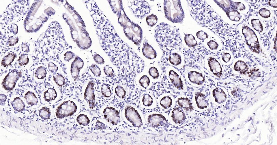 Rabbit anti-PCNA(Nuclear Loading Control) Monoclonal Antibody