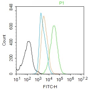 Rabbit anti-Phospho-RUNX2(Ser451) Polyclonal Antibody