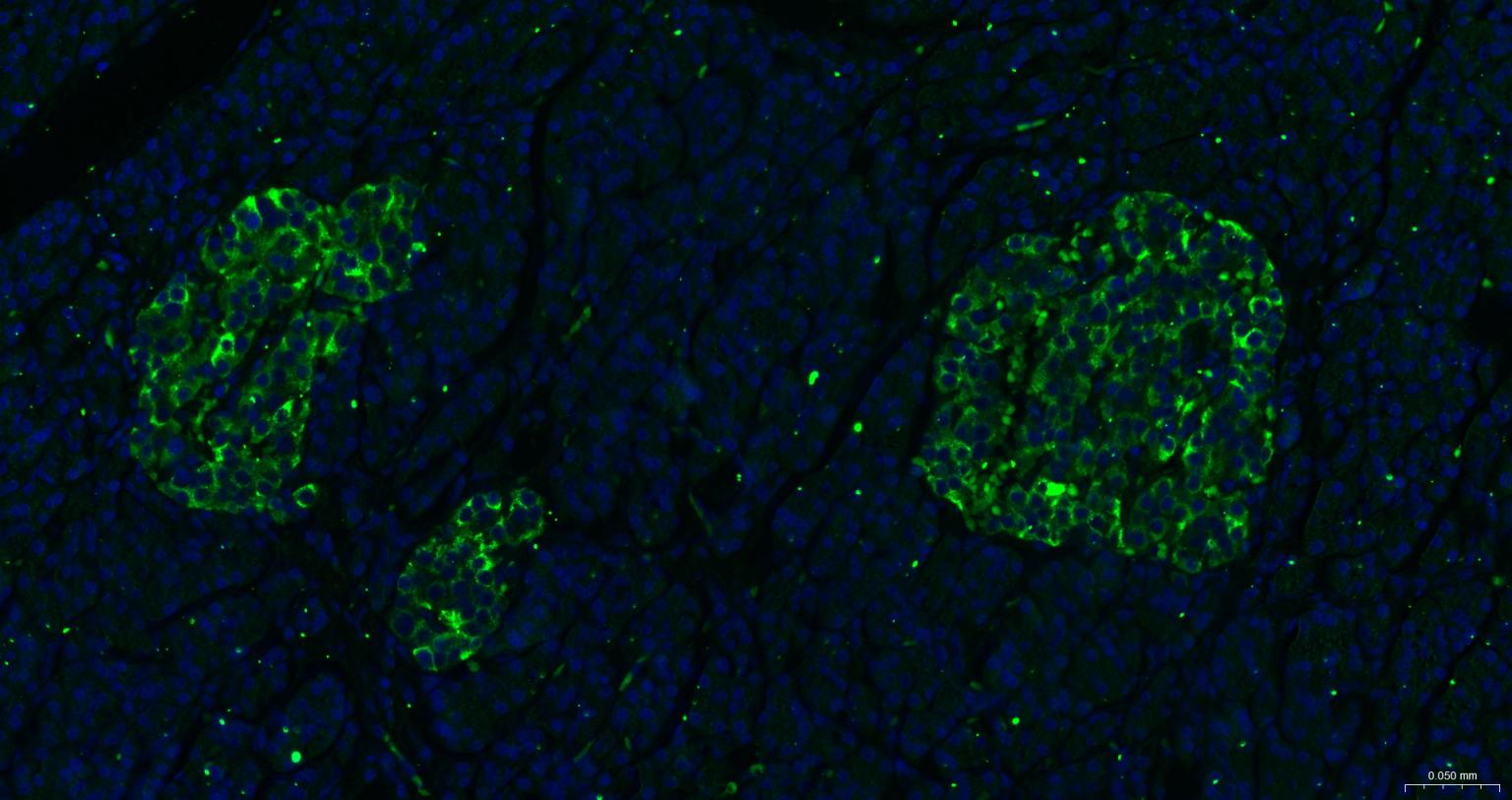 Rat anti-PTEN Monoclonal Antibody