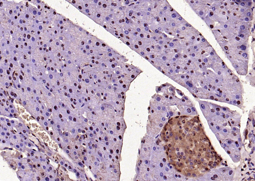 Rabbit anti-Phospho-ERK1(Thr202/Tyr204)+ERK2(Thr183/Tyr185) Polyclonal Antibody