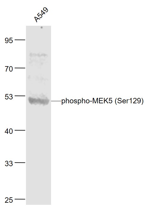Rabbit anti-Phospho-MEK5(Ser129) Polyclonal Antibody