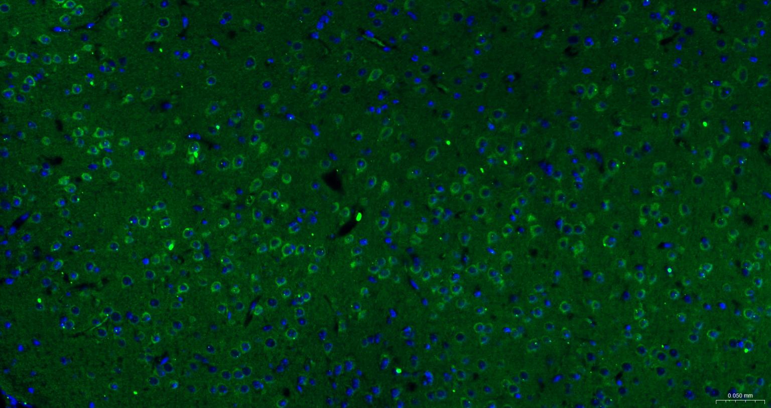 Rat anti-PTEN Monoclonal Antibody
