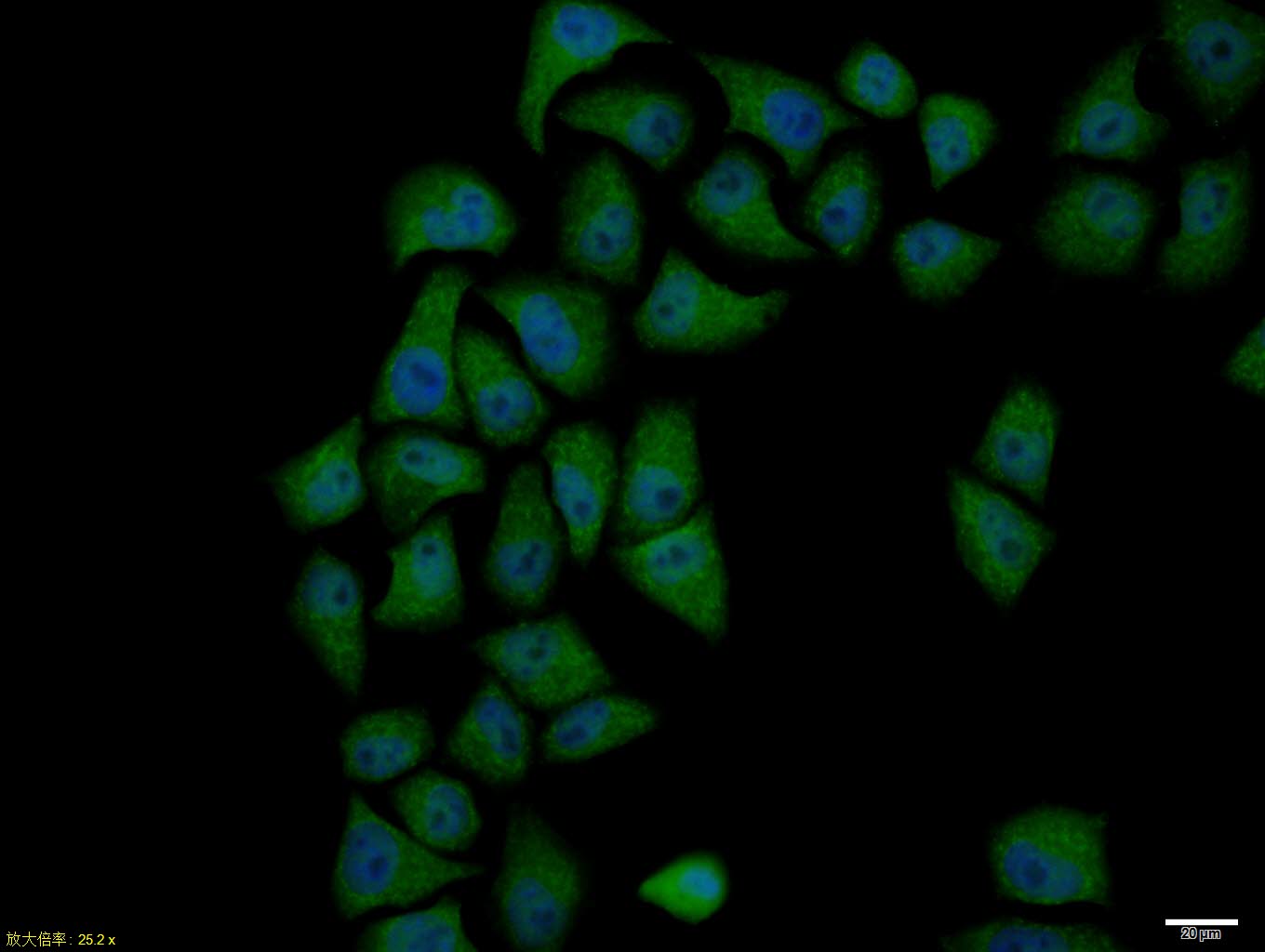 Rabbit anti-Phospho-Cyclin B1(Ser126) Polyclonal Antibody