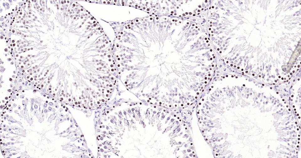 Rabbit anti-PCNA(Nuclear Loading Control) Monoclonal Antibody