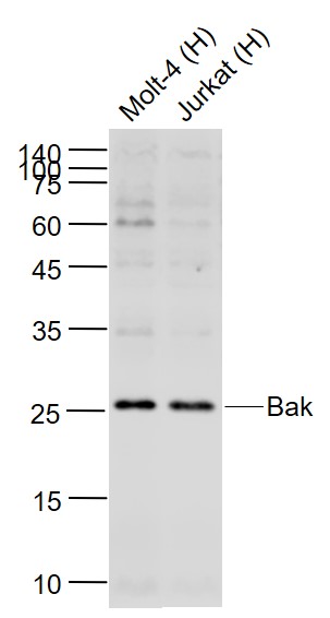 Rabbit anti-Bak Polyclonal Antibody