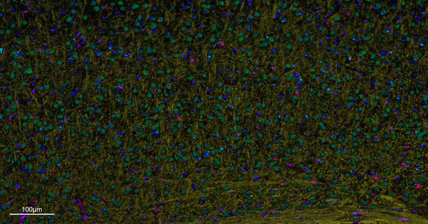 Rabbit anti-NeuN Monoclonal Antibody