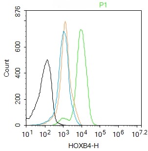 Rabbit Anti-HOXB4 Polyclonal Antibody