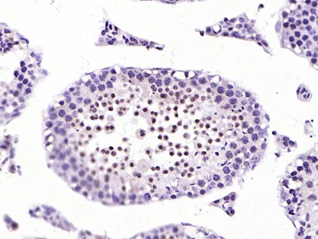 Rabbit anti-Histone H2A.x Polyclonal Antibody