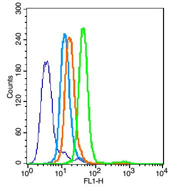 Rabbit anti-Phospho-NFKB p65(Thr254) Polyclonal Antibody
