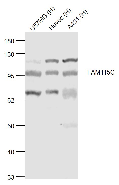 Rabbit anti-FAM115C Polyclonal Antibody