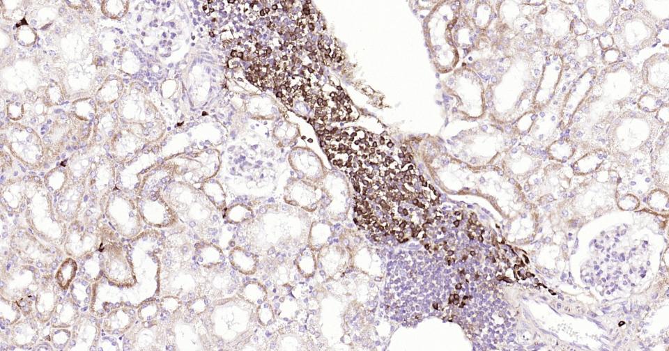 Rabbit anti-CD9 Monoclonal Antibody