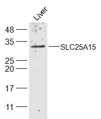 Rabbit anti-SLC25A11 Polyclonal Antibody