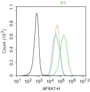 Rabbit anti-Phospho-IRS1(Tyr632) Polyclonal Antibody