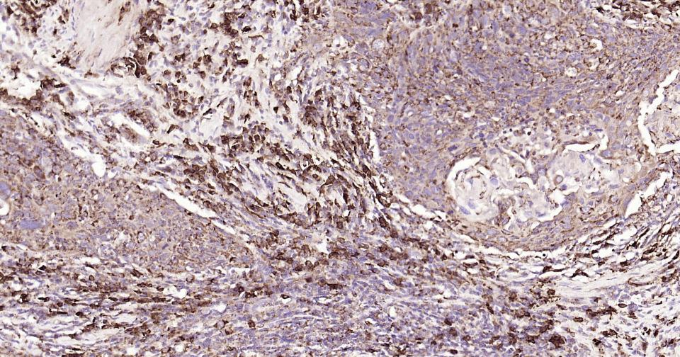 Rabbit anti-CD9 Monoclonal Antibody