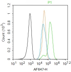 Rabbit anti-Phospho-FAK(Ser722) Polyclonal Antibody