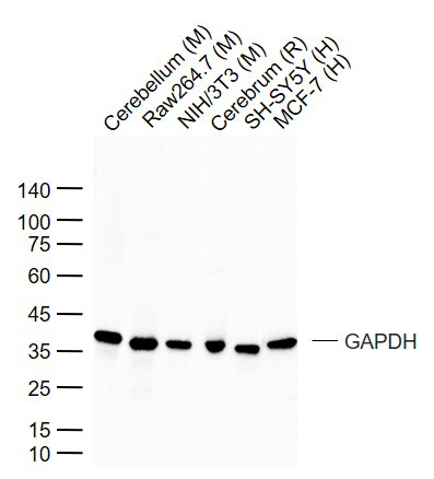 Rabbit anti-GAPDH Polyclonal Antibody