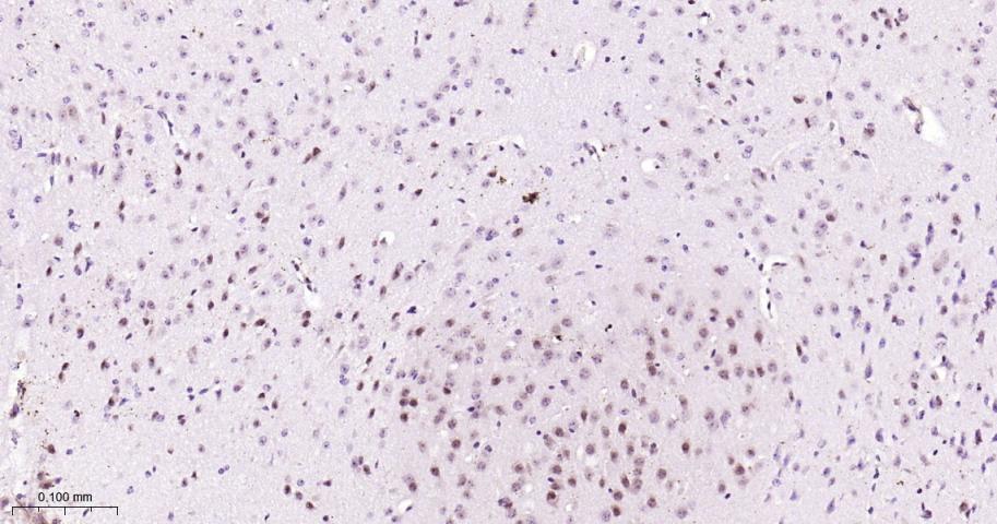 Rabbit anti-bFGF Monoclonal Antibody