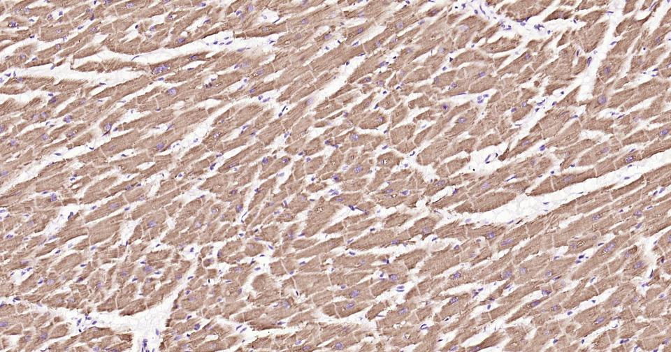 Rabbit anti-Cytochrome C Monoclonal Antibody